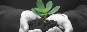 Plant sprouting in business mans hand symbolizing business growth