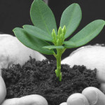 Plant sprouting in business mans hand symbolizing business growth